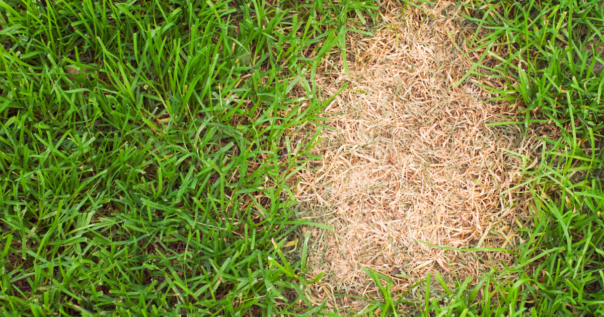 Why Lawns Are Struggling Across the Northeast in 2025