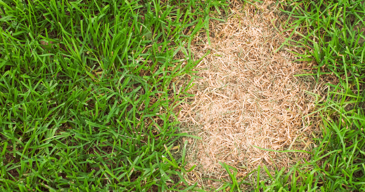 Why Lawns Are Struggling Across the Northeast in 2025