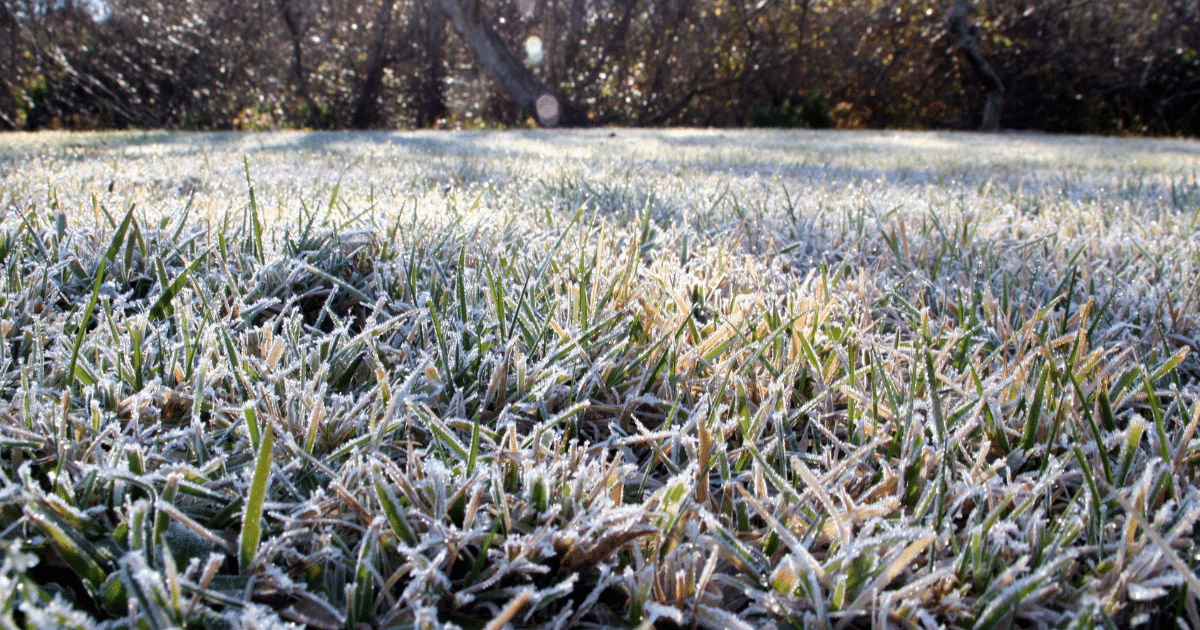 How to Best Protect Your Lawn from Early Morning Frost