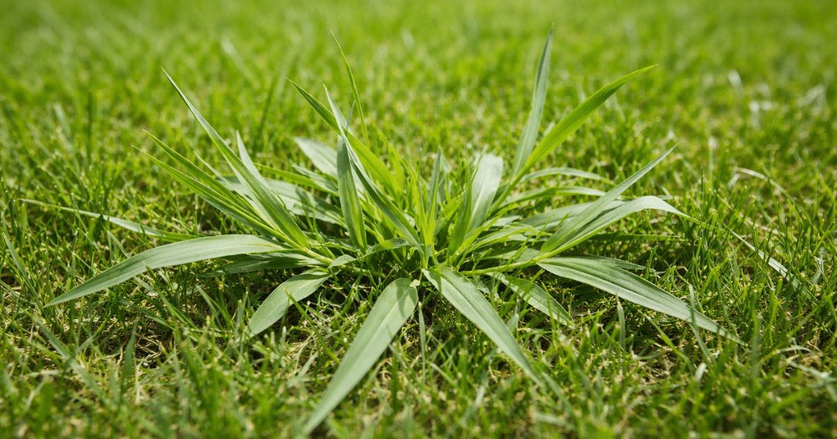 How to Spot the Crabgrass Window: Using Soil Temperature to Time Your Pre-Emergent Application