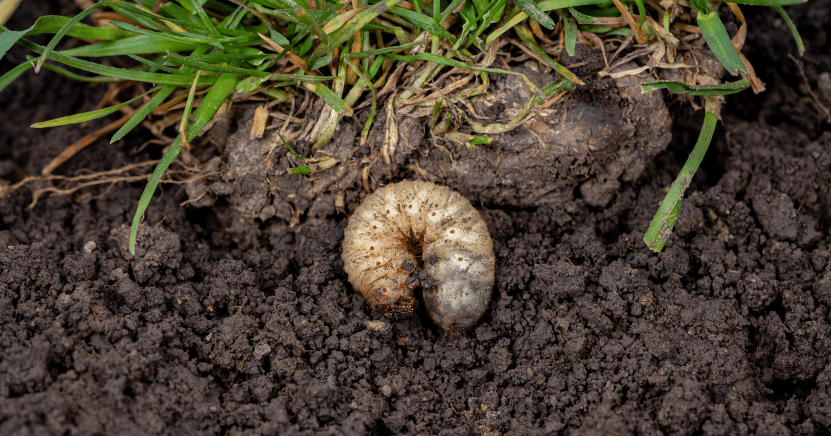 Why Grubs Survive the Winter and Affect Lawns Later