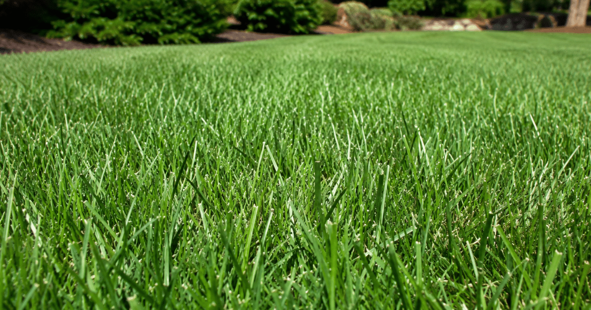 Why Choose Turf-Type Tall Fescue for Cool-Season Lawns