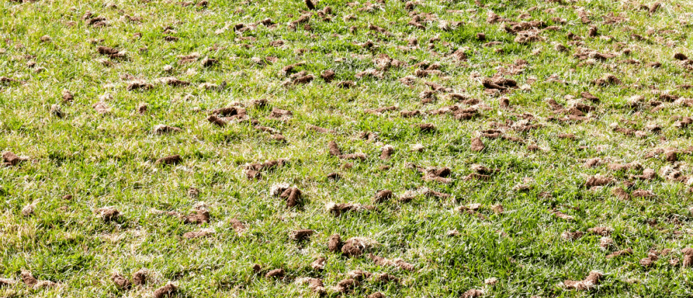 Lawn Aeration & Overseeding in Queensbury, NY