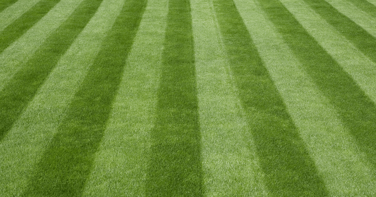How to Mow a Lawn: The Science Behind Proper Mowing