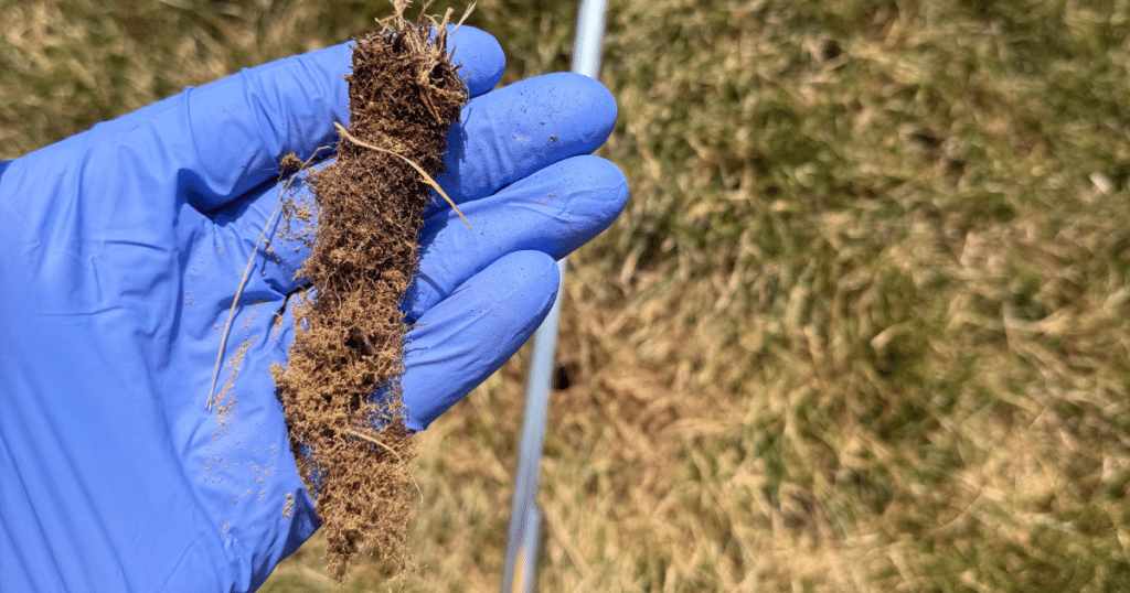 Soil cores pulled for lab testing, the only honest way to answer does my lawn need lime