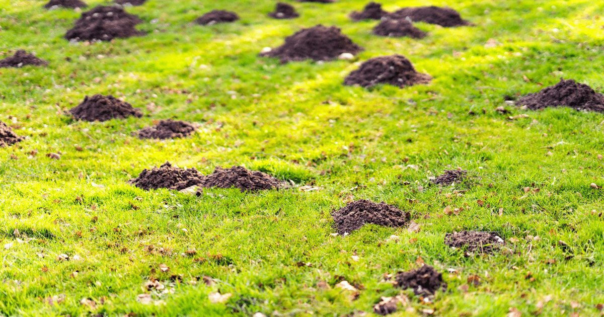 How to Get Rid of Moles and Voles in Your Yard This Fall