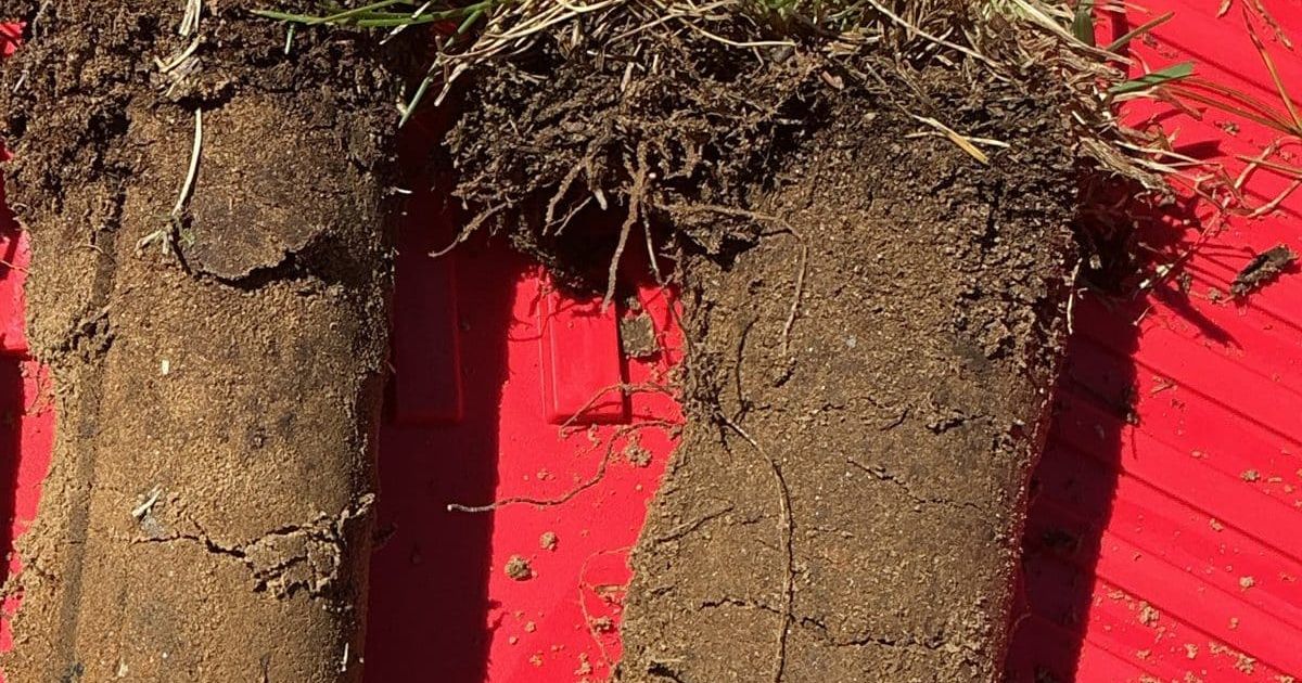 44 Reasons Not to Put Lime on Your Lawn This Fall