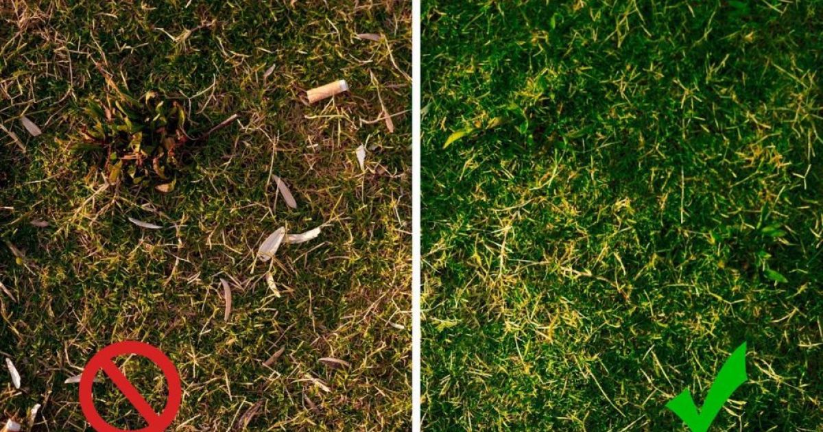 Revive Your Dead Grass This Summer: A Step-by-Step Guide